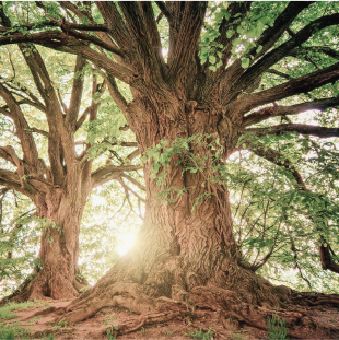 Род. Семья. Человек